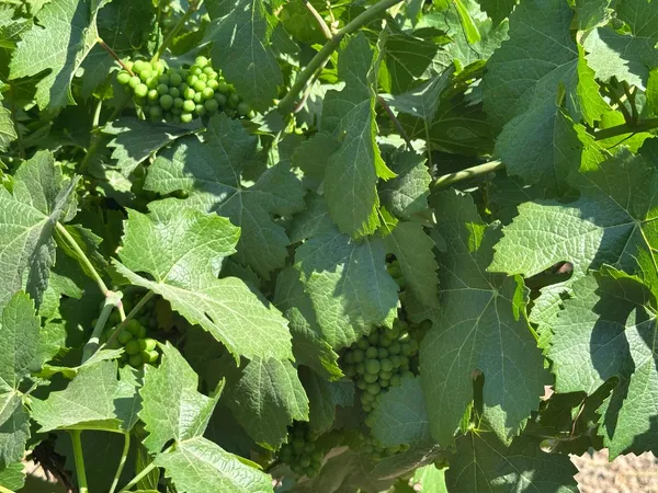 $2,999,000 | 27925 Thornton Road, Thornton, CA 95632