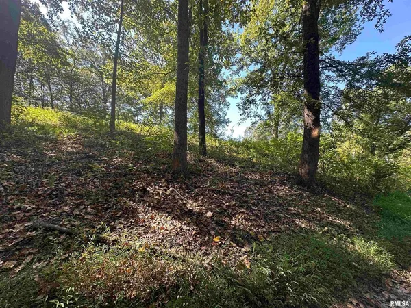 a view of a forest that has large trees