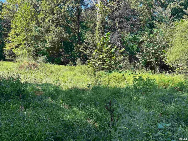 a view of a lush green forest