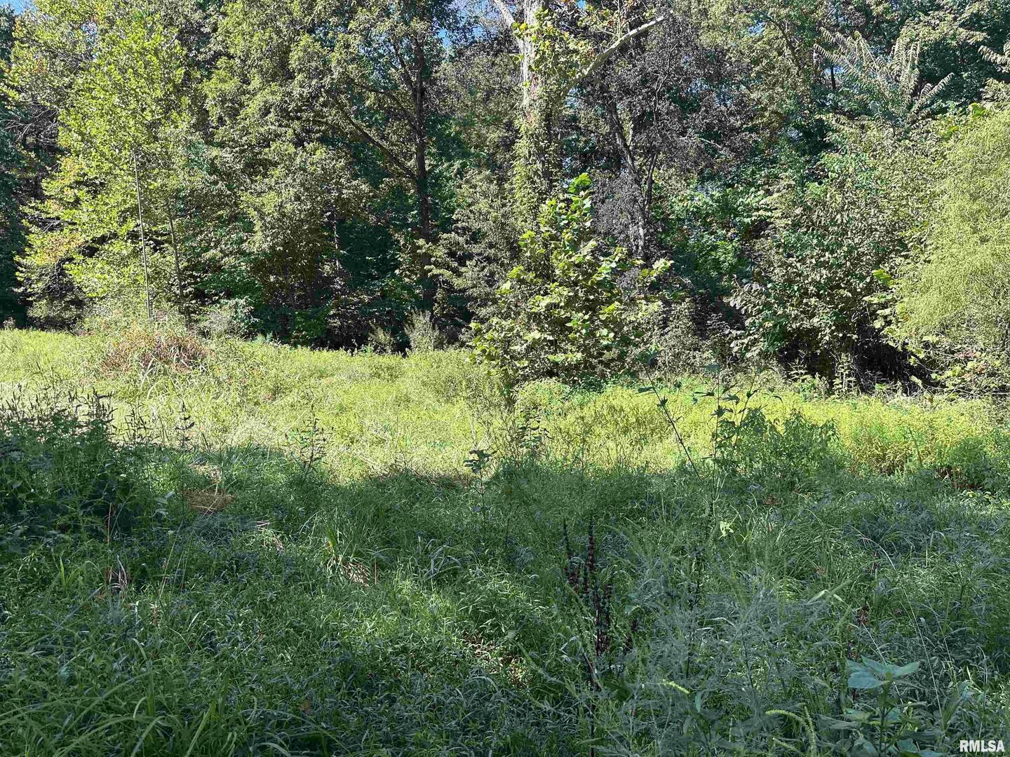 1010 Woods Road Buncombe, IL 62912 - Photo 5 of 8 a view of a lush green forest