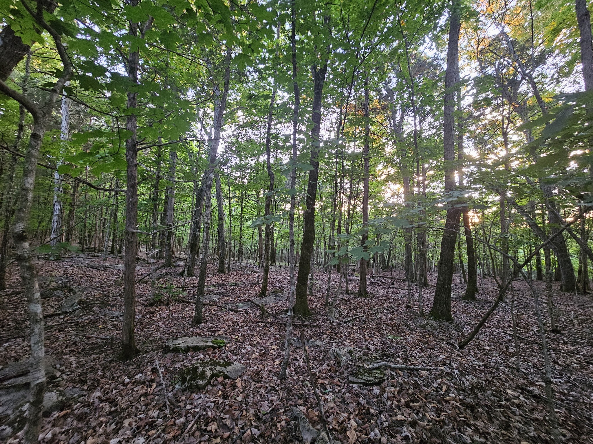 3 Sewanee Summit Road Decherd, TN 37324 - Photo 1 of 13 a view of outdoor space with lots of trees