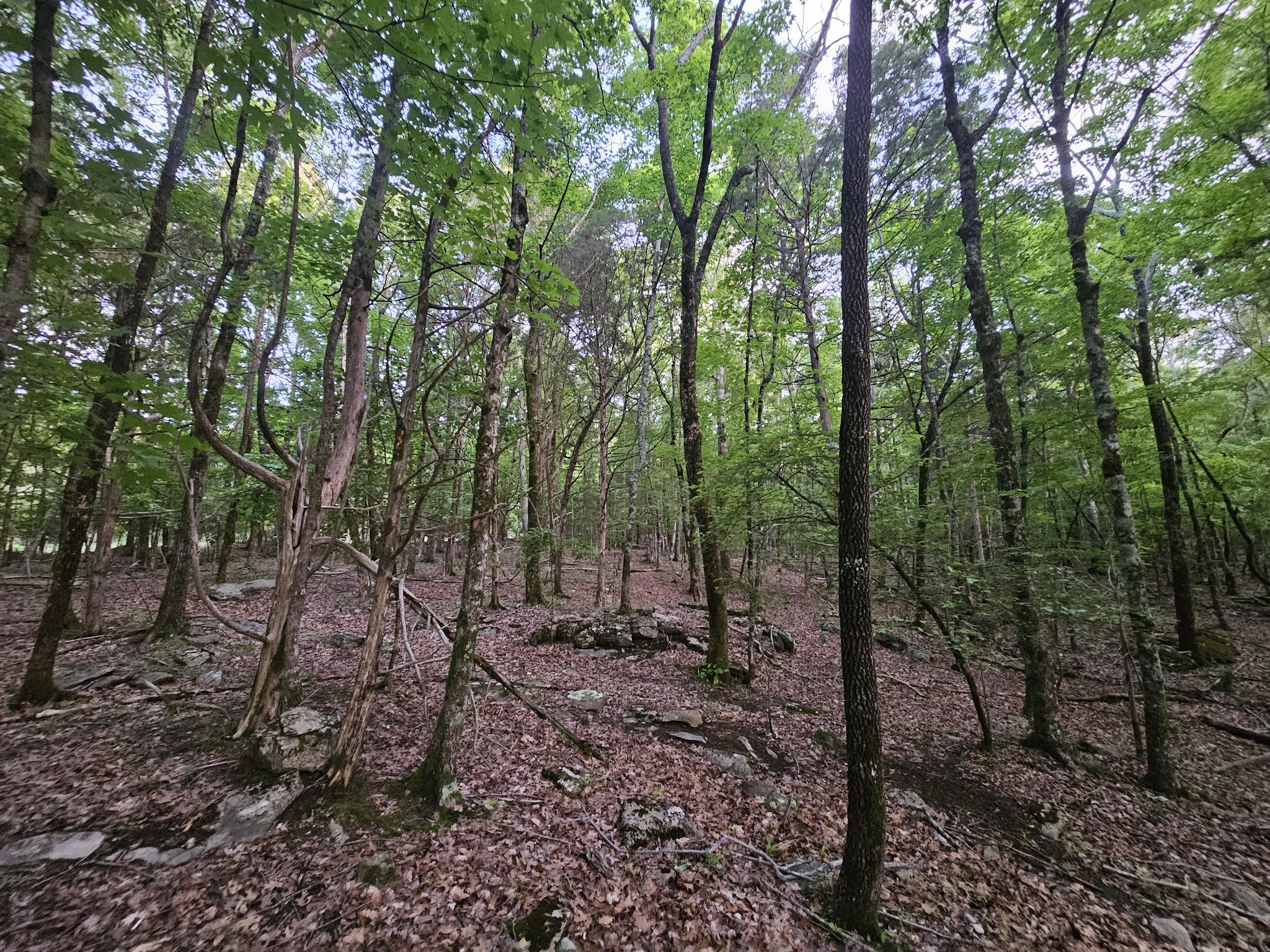 3 Sewanee Summit Road Decherd, TN 37324 - Photo 11 of 13 a view of a forest with trees in the background