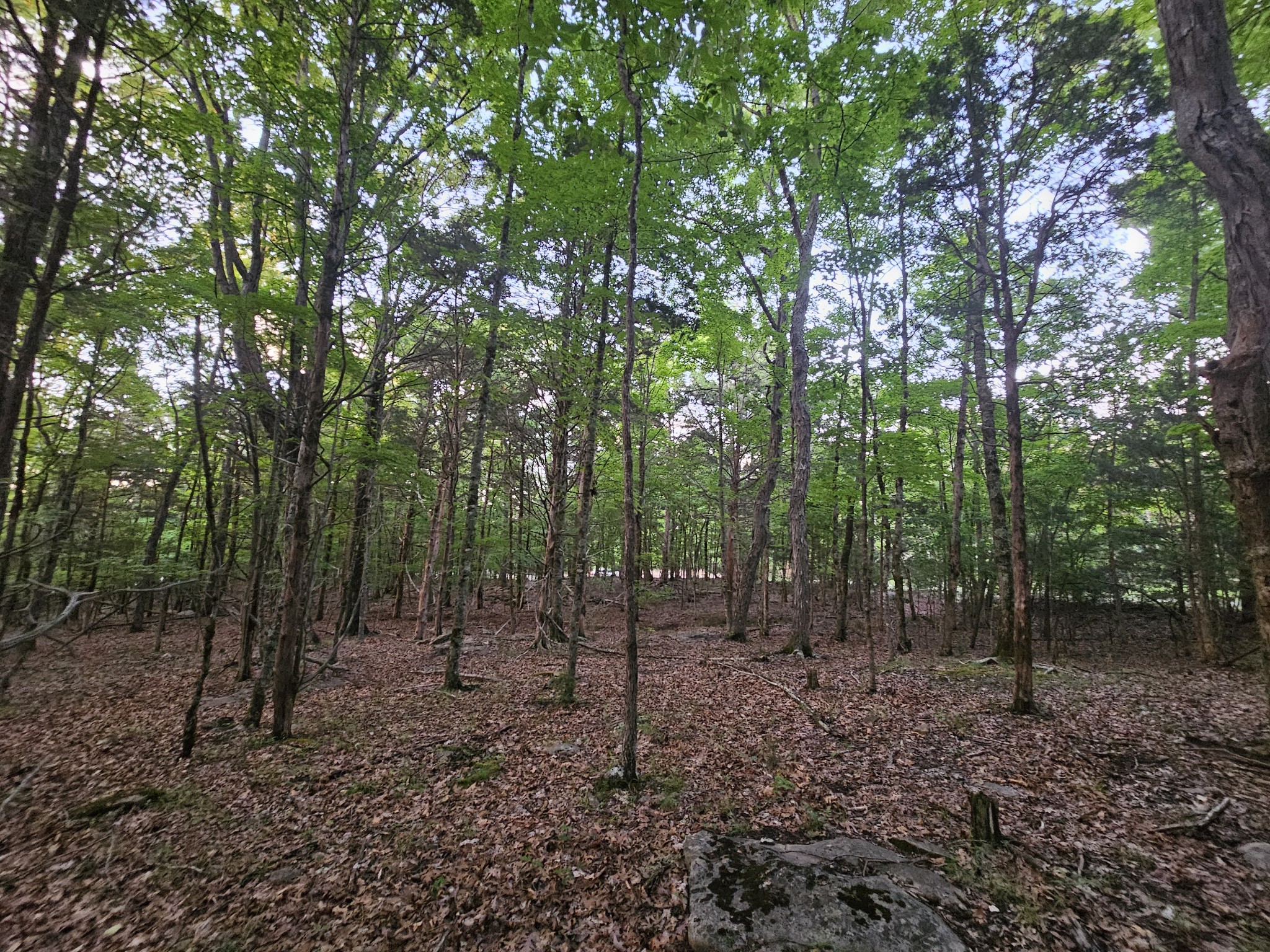 3 Sewanee Summit Road Decherd, TN 37324 - Photo 12 of 13 a view of a forest filled with trees