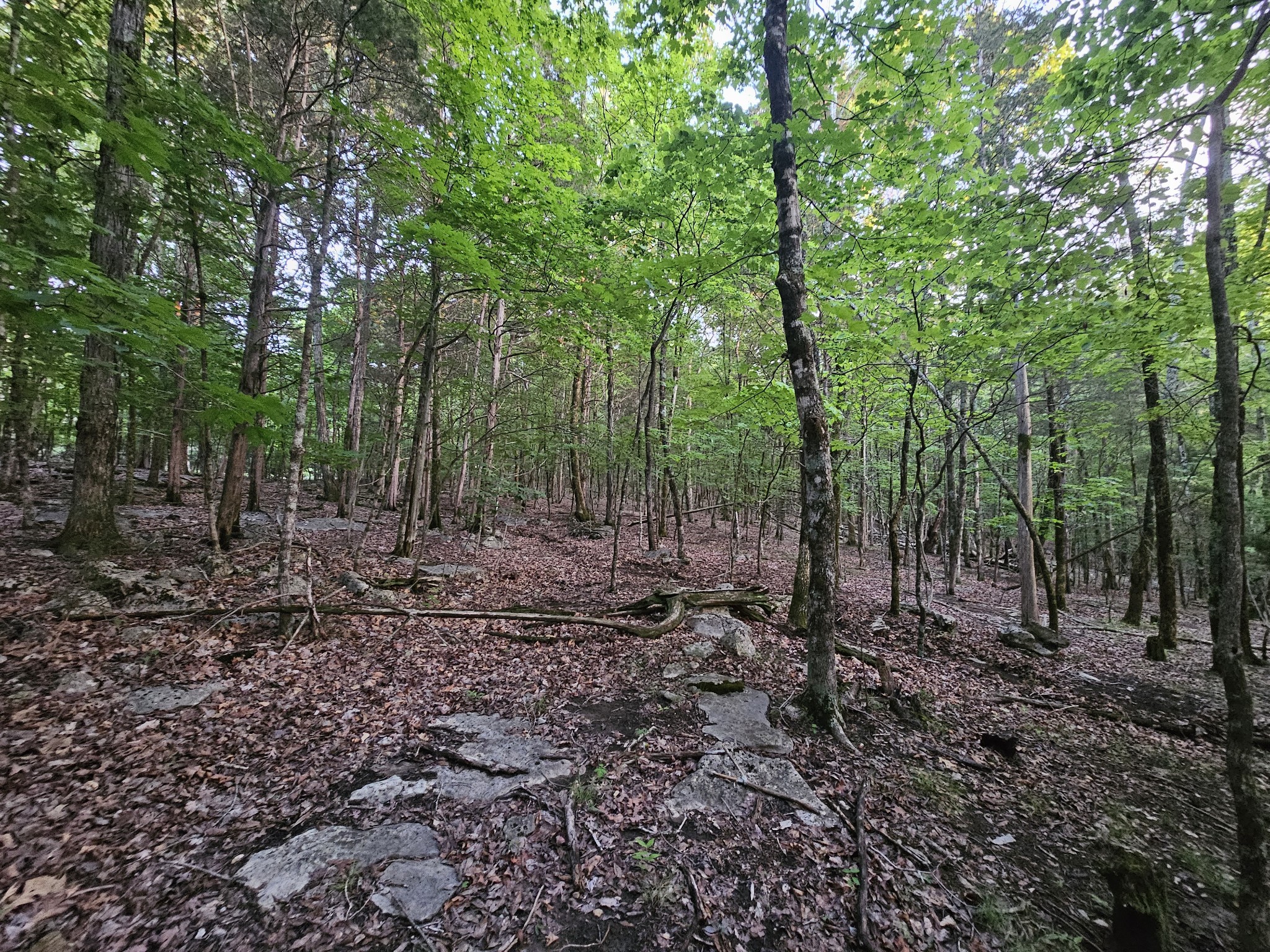 3 Sewanee Summit Road Decherd, TN 37324 - Photo 4 of 13 a view of a forest with trees in the background