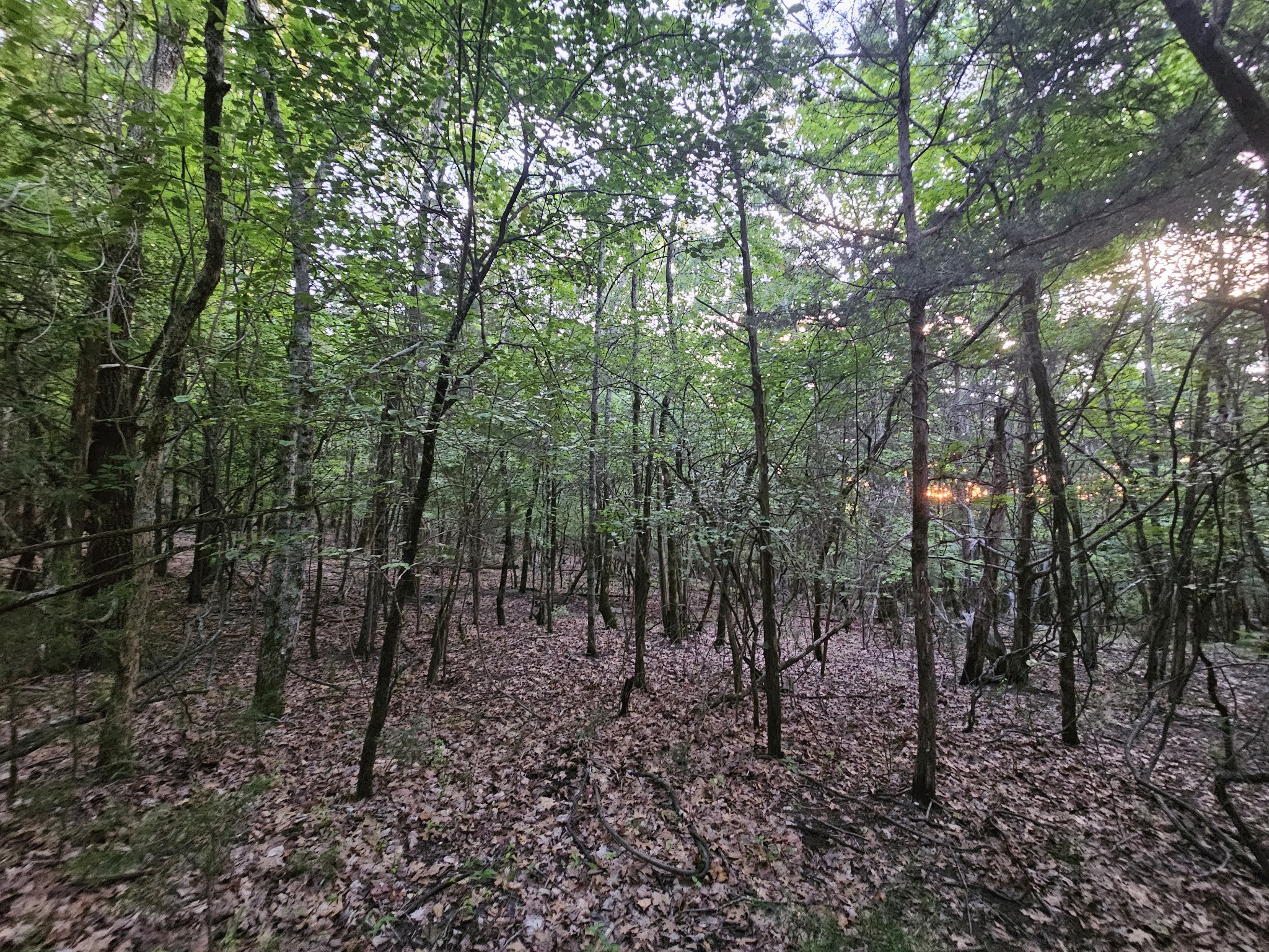 3 Sewanee Summit Road Decherd, TN 37324 - Photo 7 of 13 a view of a forest with trees in the background