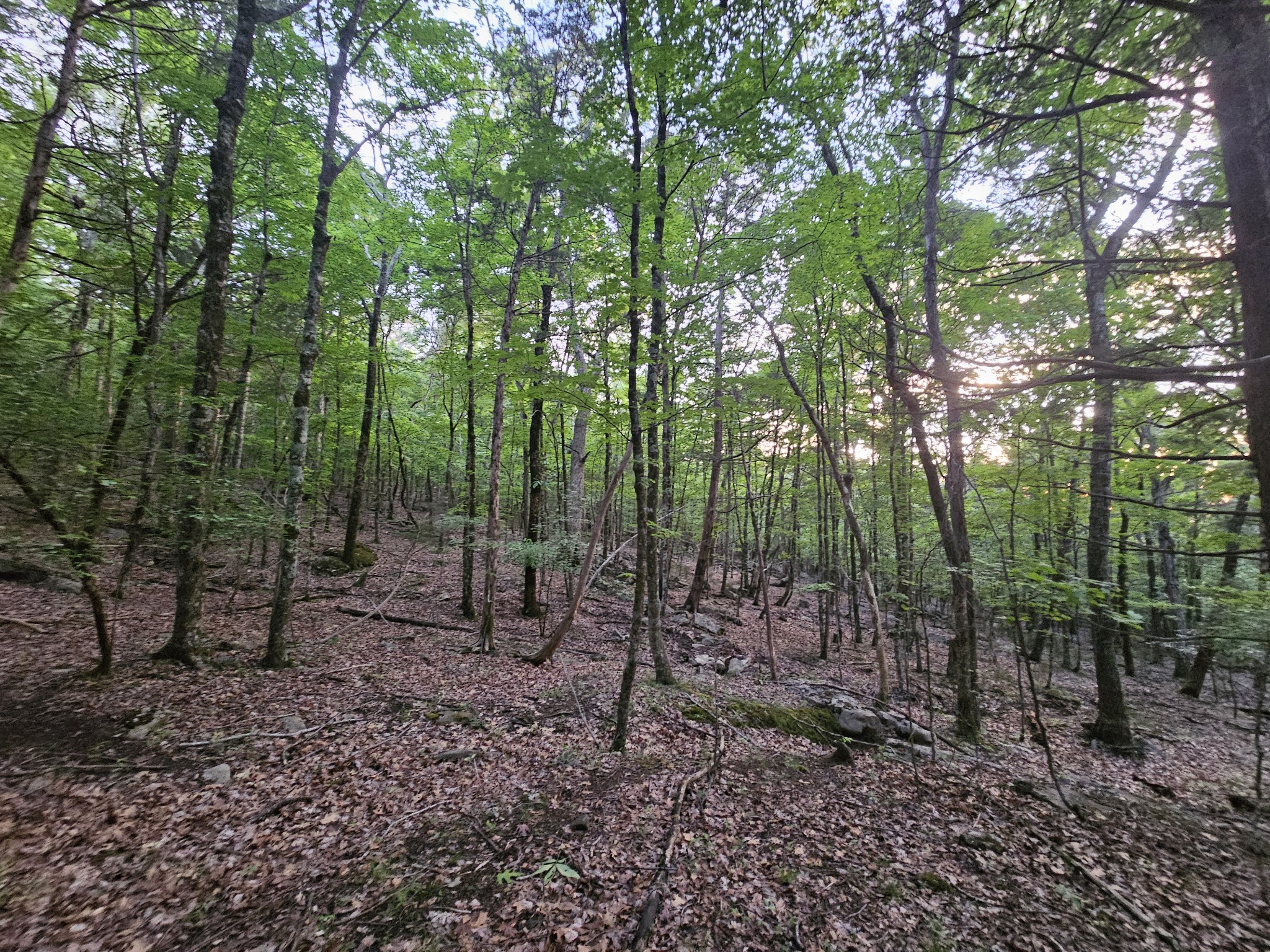 3 Sewanee Summit Road Decherd, TN 37324 - Photo 10 of 13 a view of outdoor space with lots of trees