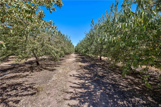 a view of a forest with trees in the background