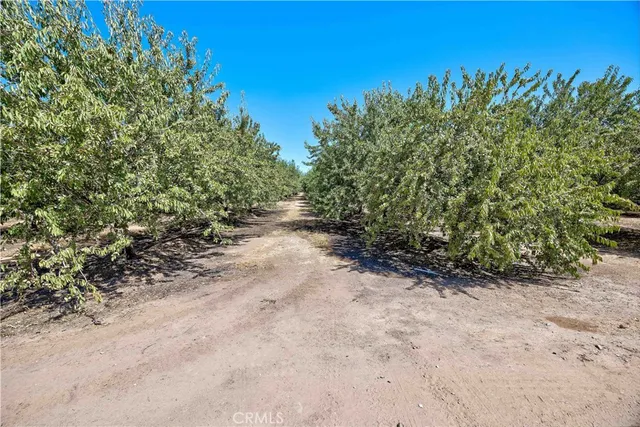 a view of a dirt road with trees in the background