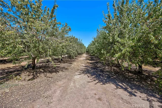 a view of a yard with plants and trees