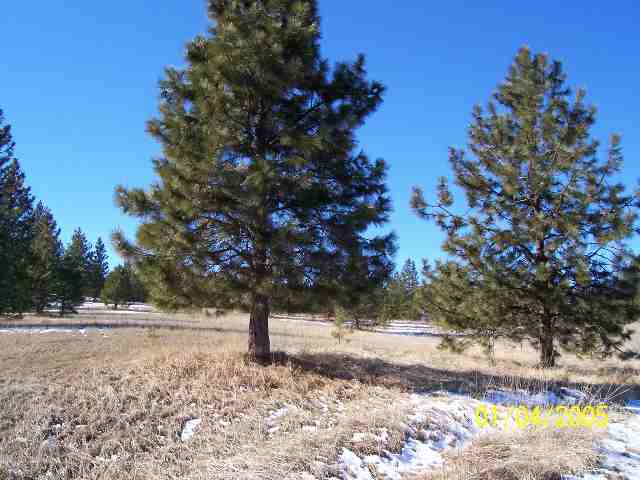 0 East Forest Road Davenport, WA 99122 - Photo 1 of 5 Gallery Image 1