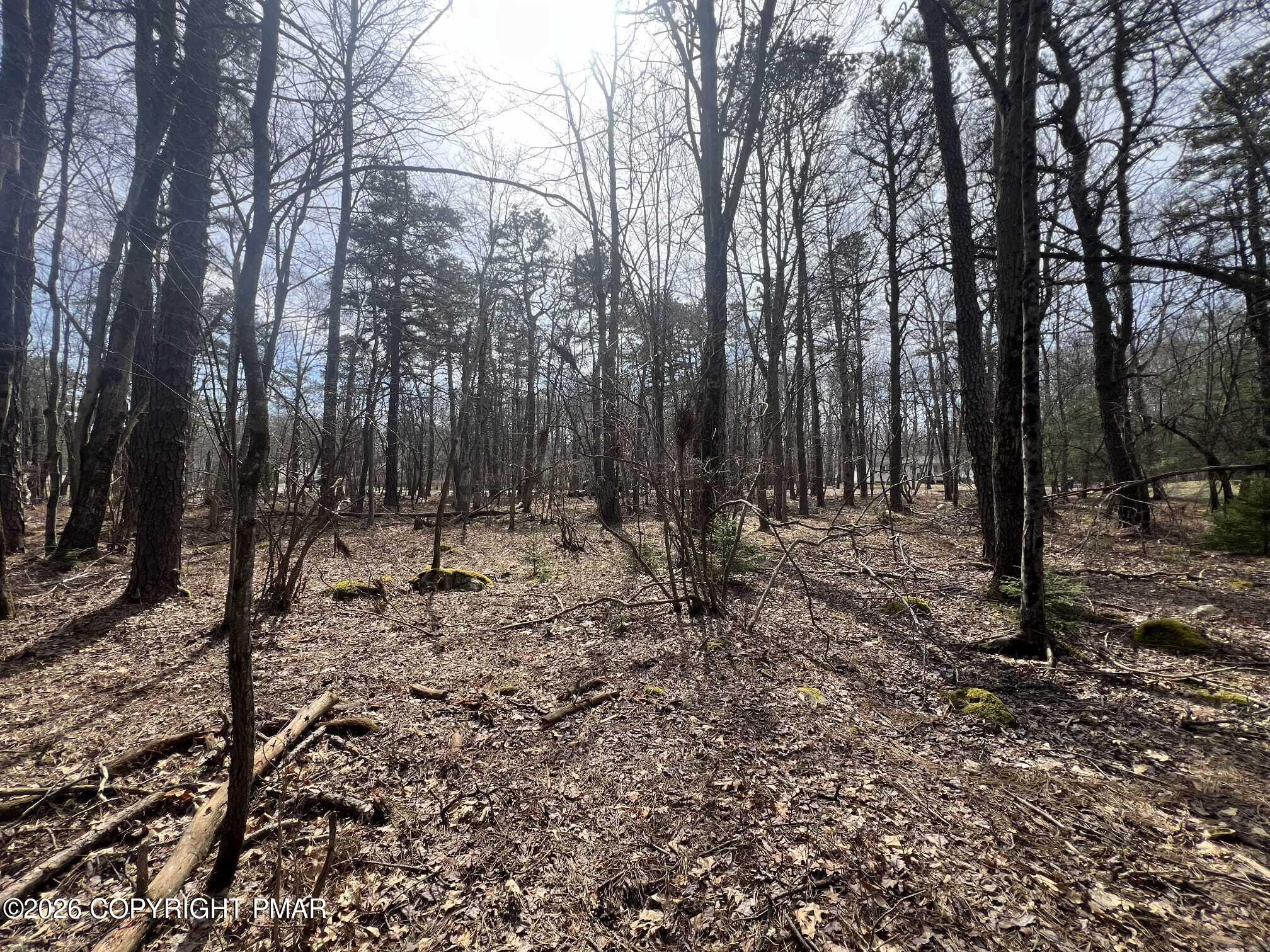826 Laurel Road Pocono Summit, PA 18346 - Photo 11 of 14 a view of a forest filled with trees