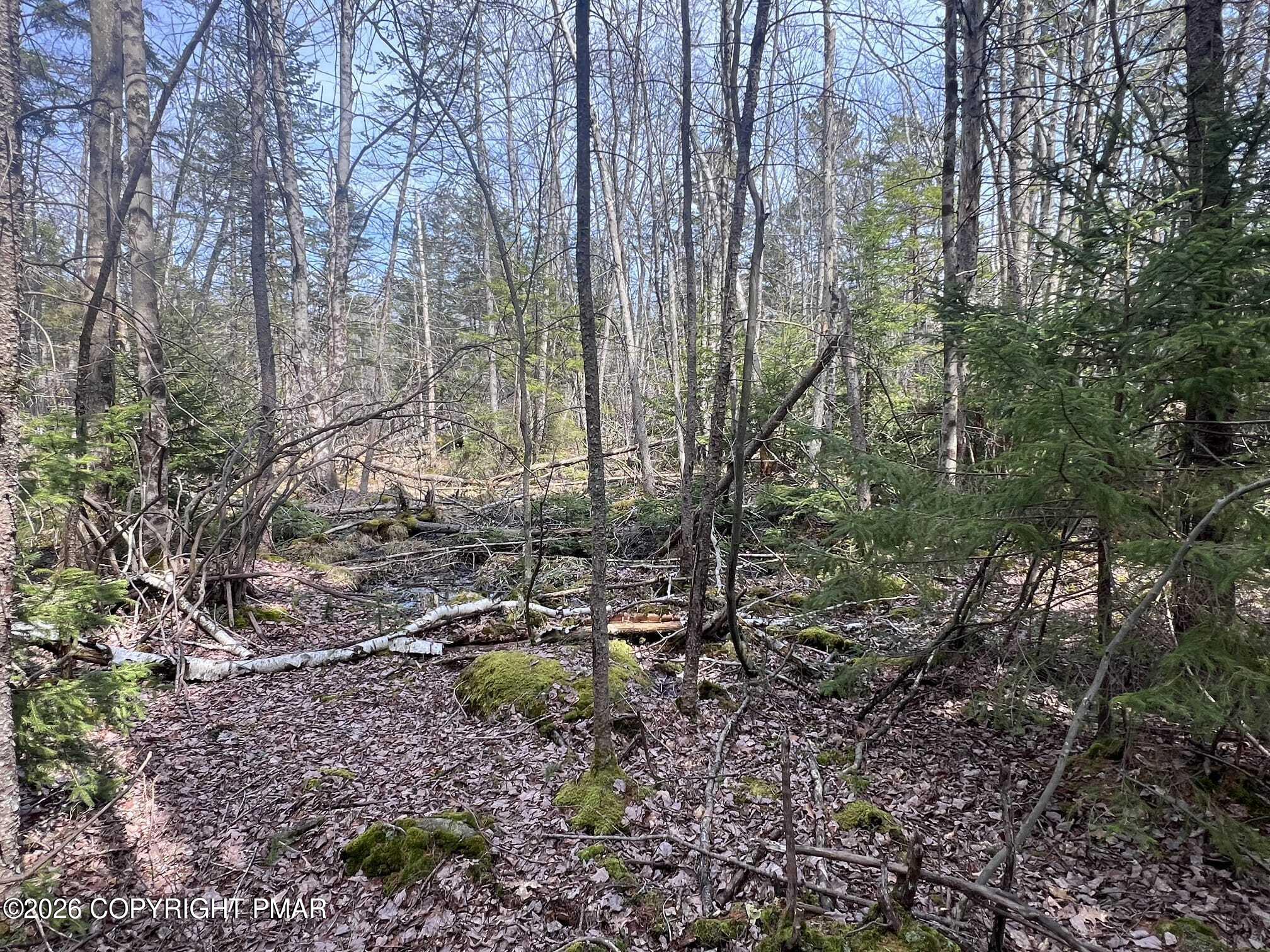826 Laurel Road Pocono Summit, PA 18346 - Photo 12 of 14 a view of forest