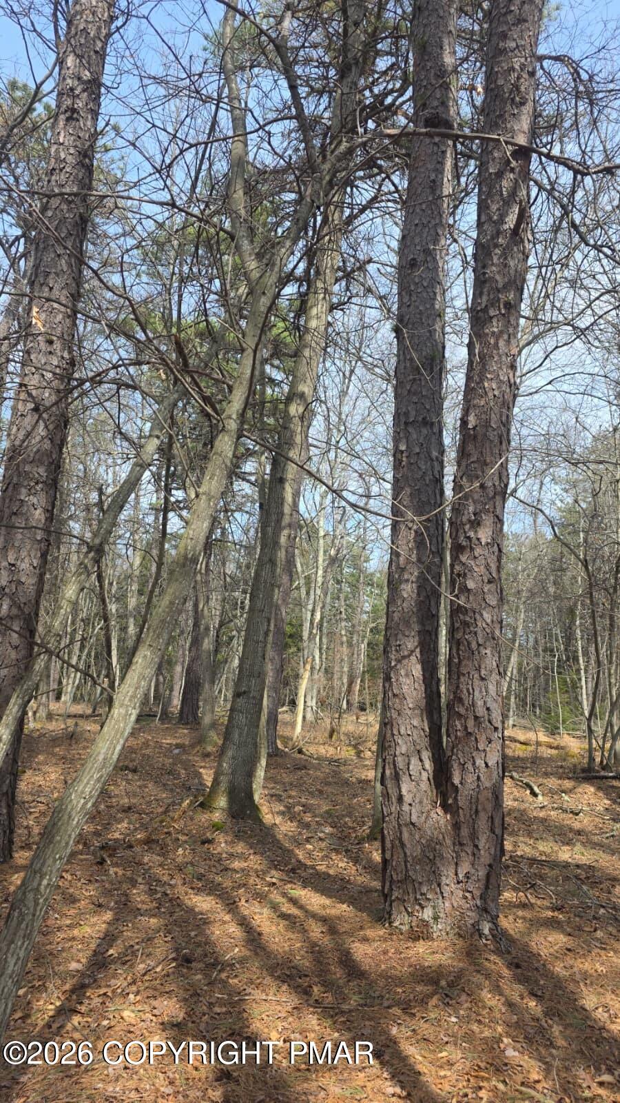 826 Laurel Road Pocono Summit, PA 18346 - Photo 8 of 14 a view of outdoor space