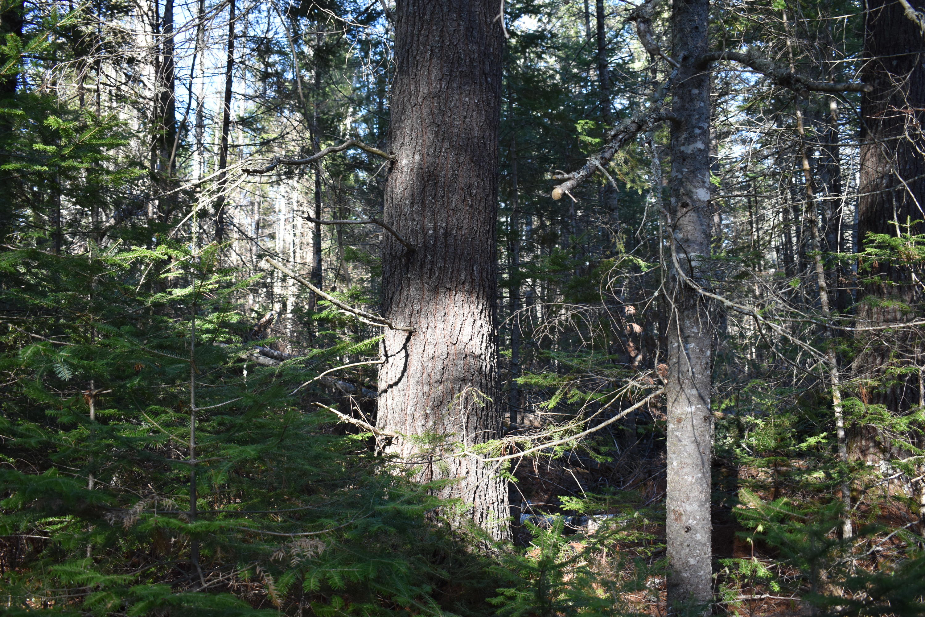 Lot 29 Corbett Road Lee, ME 04455 - Photo 8 of 16 DSC_0016