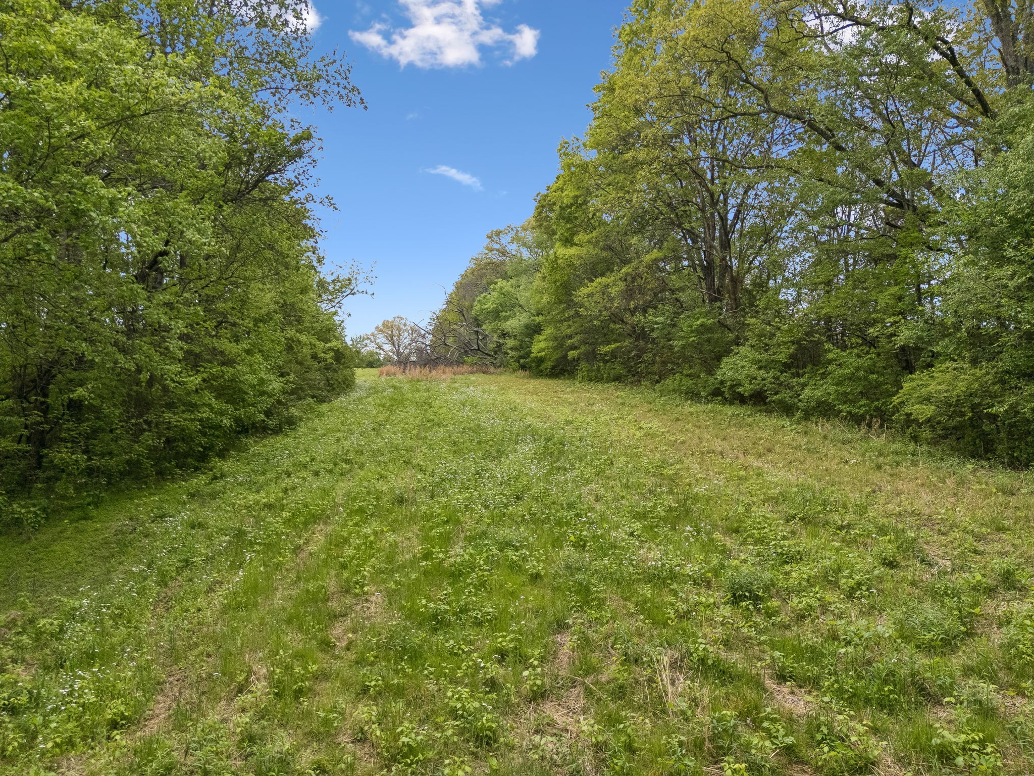 1059 Old Railroad Bed Road Taft, TN 38488 - Photo 21 of 41 a view of a yard with a tree