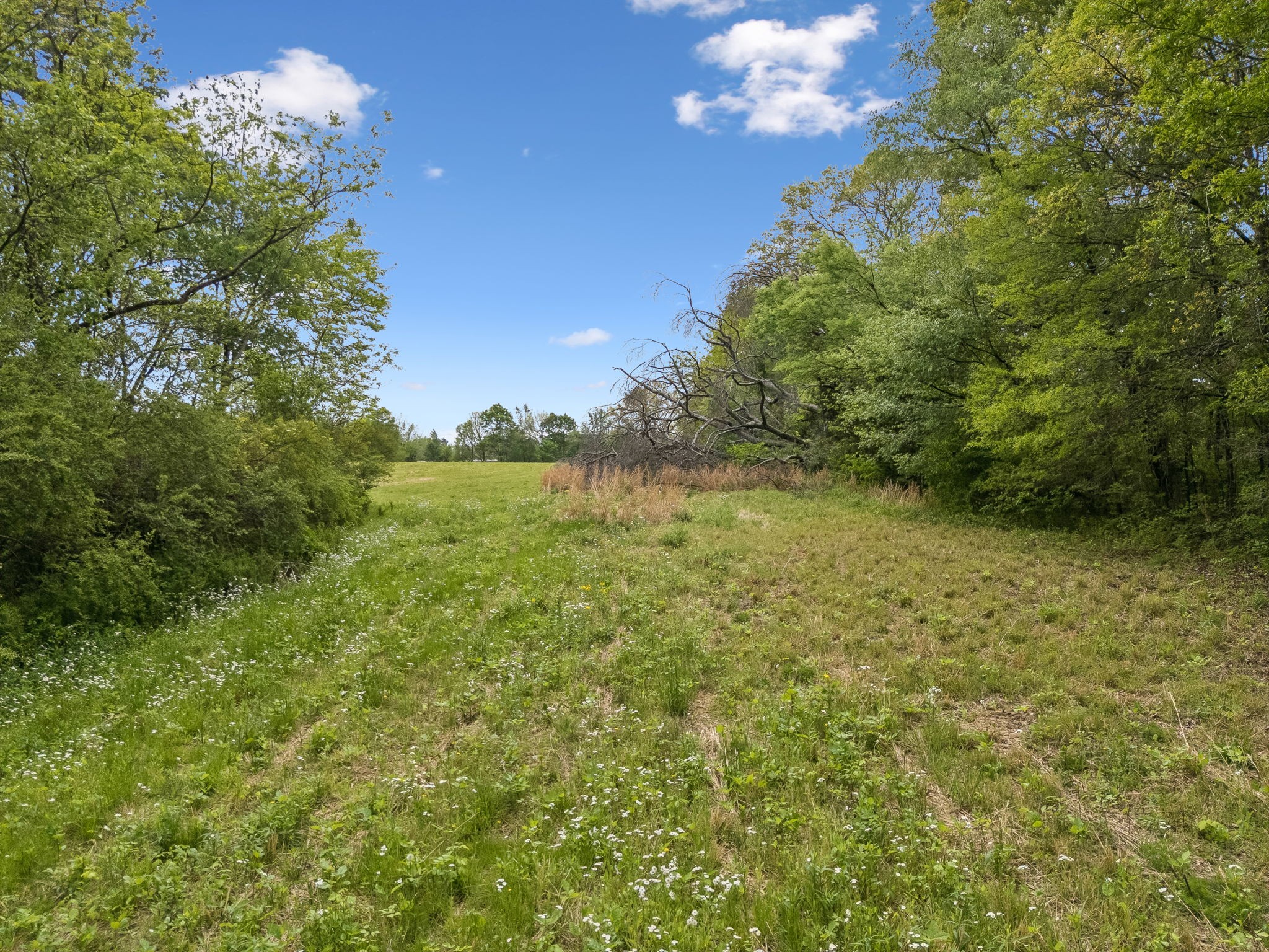 1059 Old Railroad Bed Road Taft, TN 38488 - Photo 22 of 41 a view of a yard with a tree