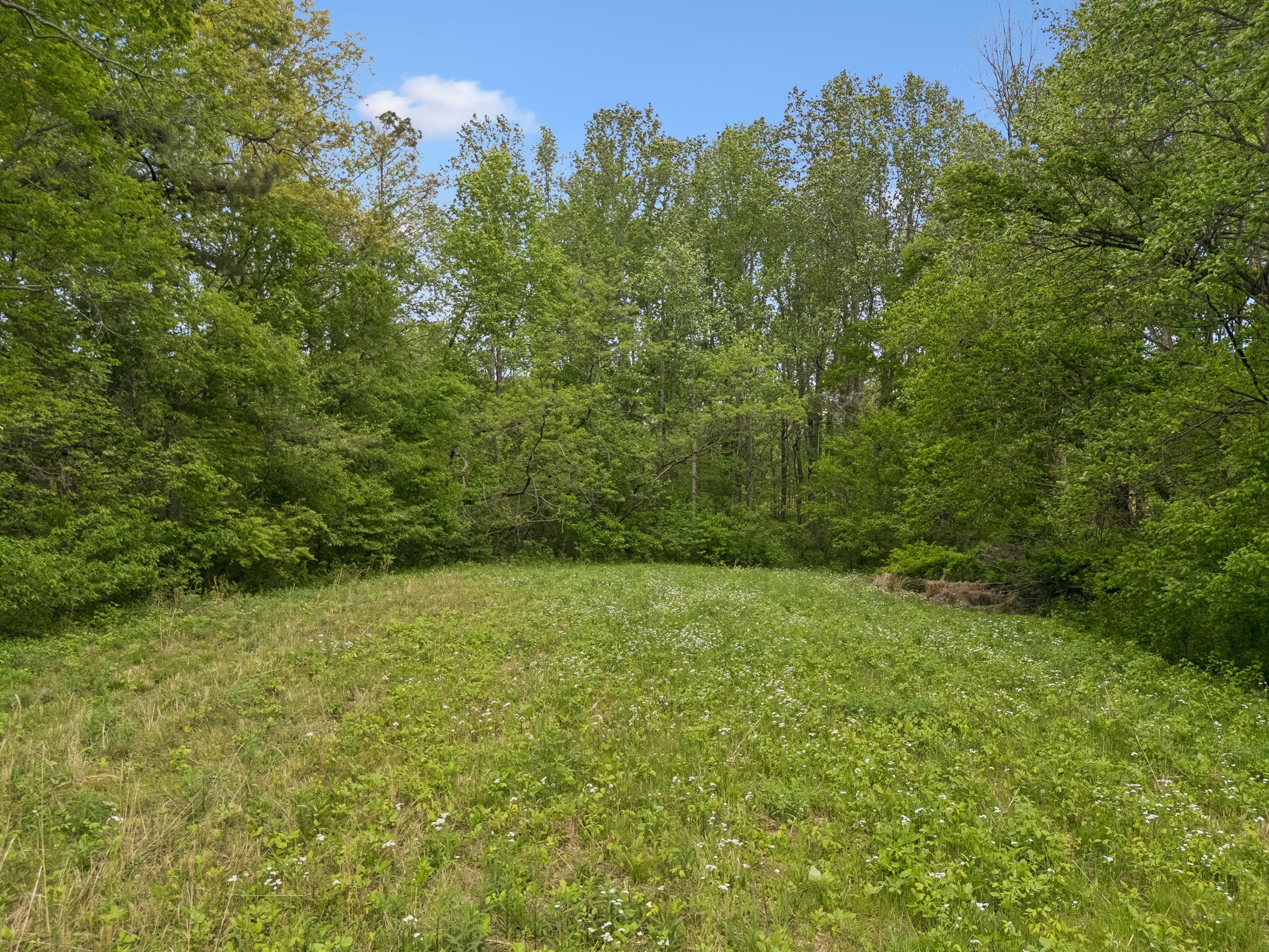 1059 Old Railroad Bed Road Taft, TN 38488 - Photo 23 of 41 a view of a yard with a tree