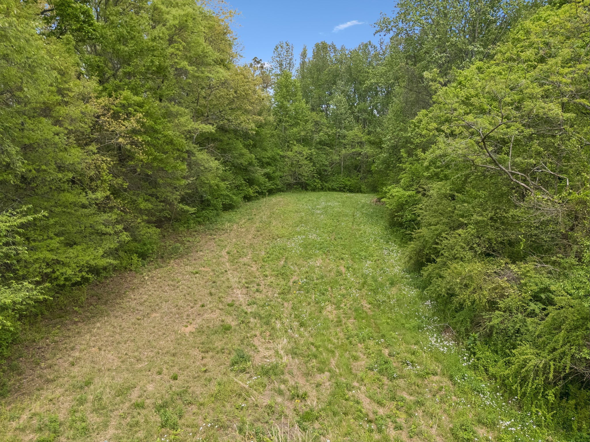1059 Old Railroad Bed Road Taft, TN 38488 - Photo 24 of 41 a view of a yard with a tree