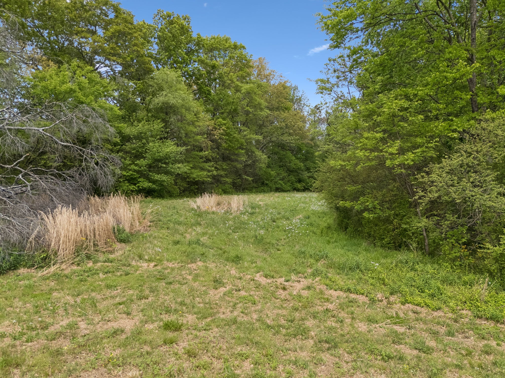 1059 Old Railroad Bed Road Taft, TN 38488 - Photo 25 of 41 a view of yard with green space