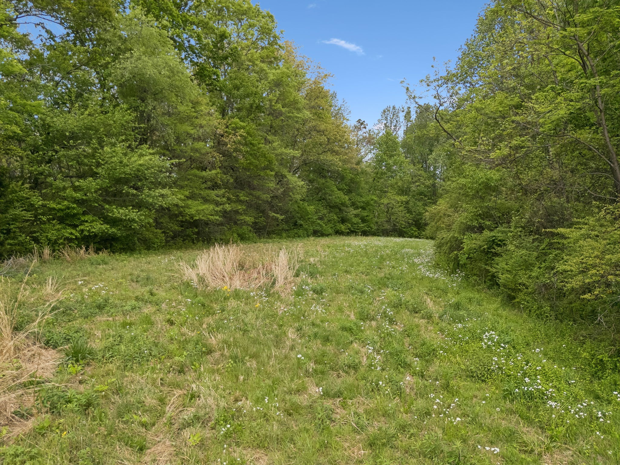 1059 Old Railroad Bed Road Taft, TN 38488 - Photo 26 of 41 a view of backyard with green space