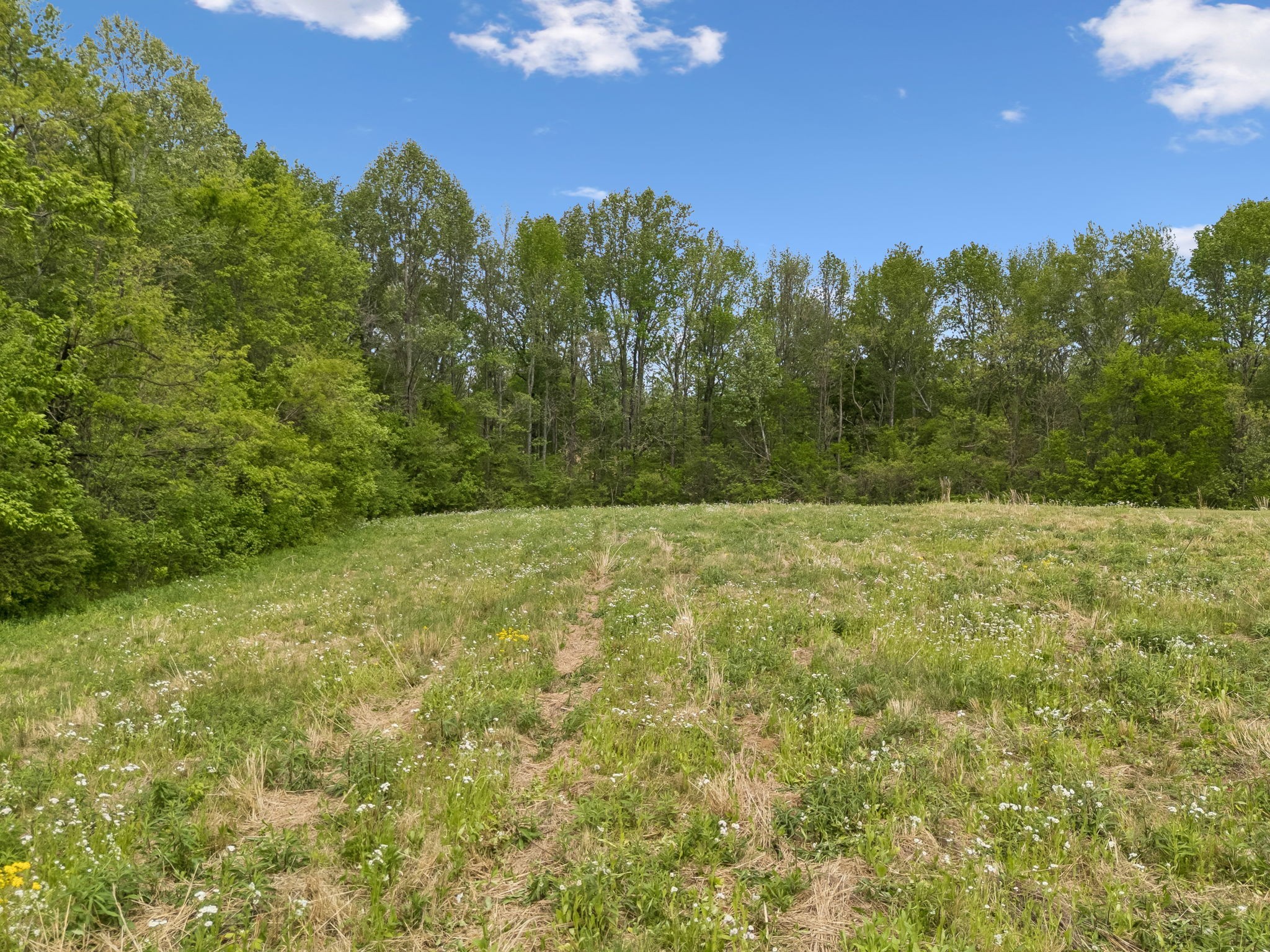 1059 Old Railroad Bed Road Taft, TN 38488 - Photo 28 of 41 a view of a yard with a tree
