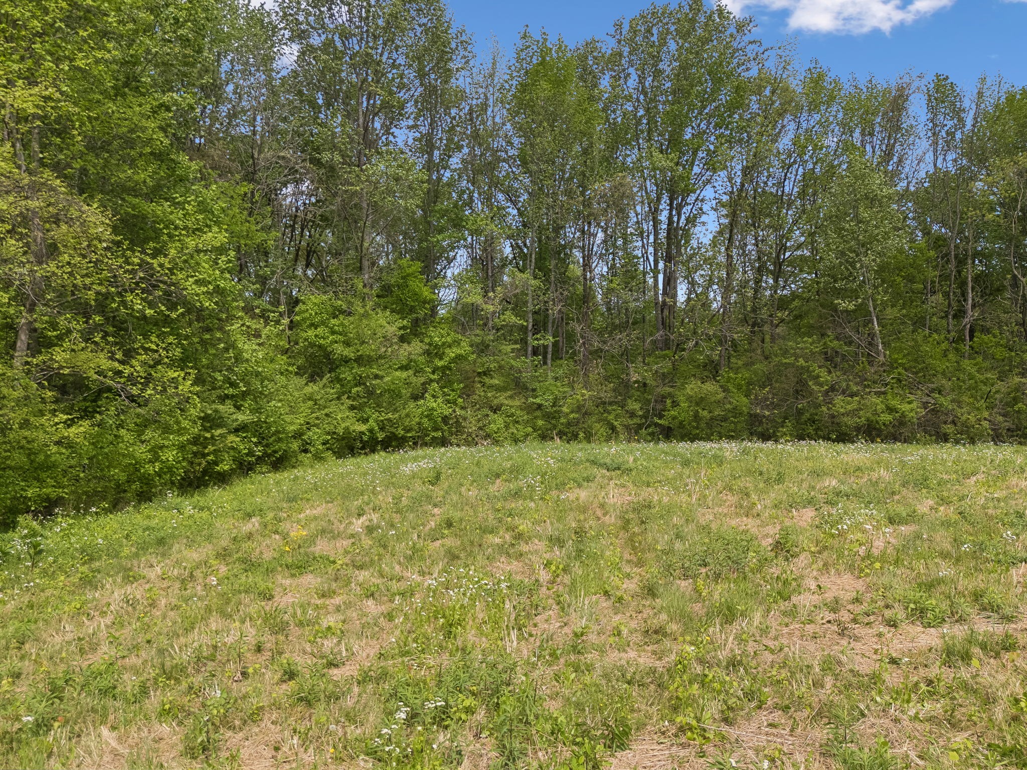 1059 Old Railroad Bed Road Taft, TN 38488 - Photo 29 of 41 a view of a yard with a tree