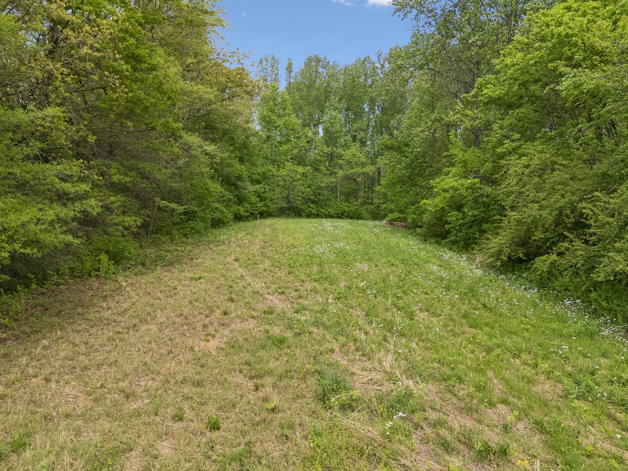 1059 Old Railroad Bed Road Taft, TN 38488 - Photo 37 of 41 a view of a yard with a trees