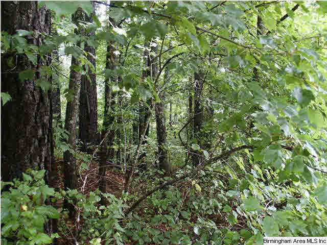 0 Reid Road, Unit 2 LOTS Oneonta, AL 35121 - Photo 8 of 9 Gallery Image 8