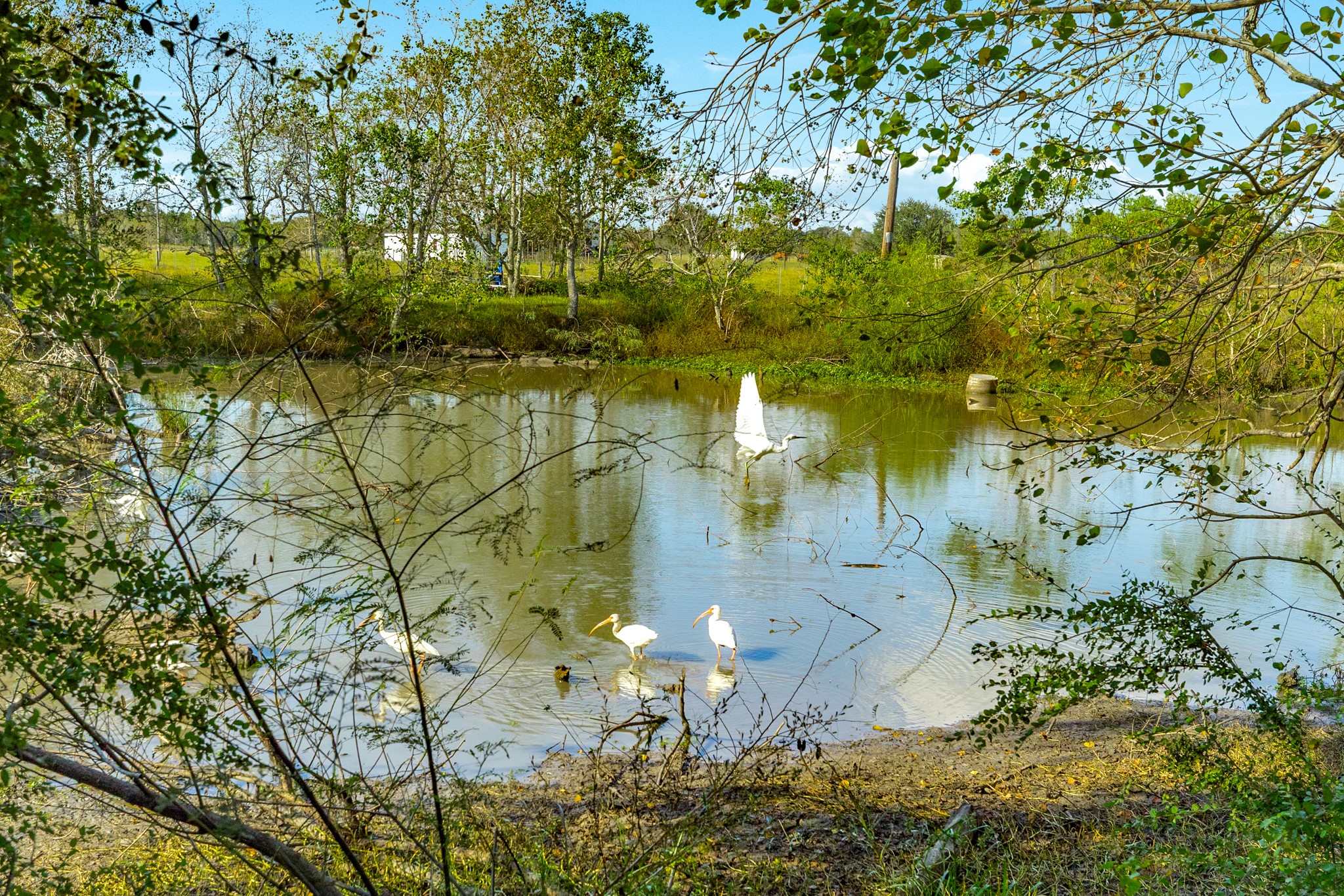 1682 Herring Road Alvin, TX 77511 - Photo 12 of 19 a view of lake