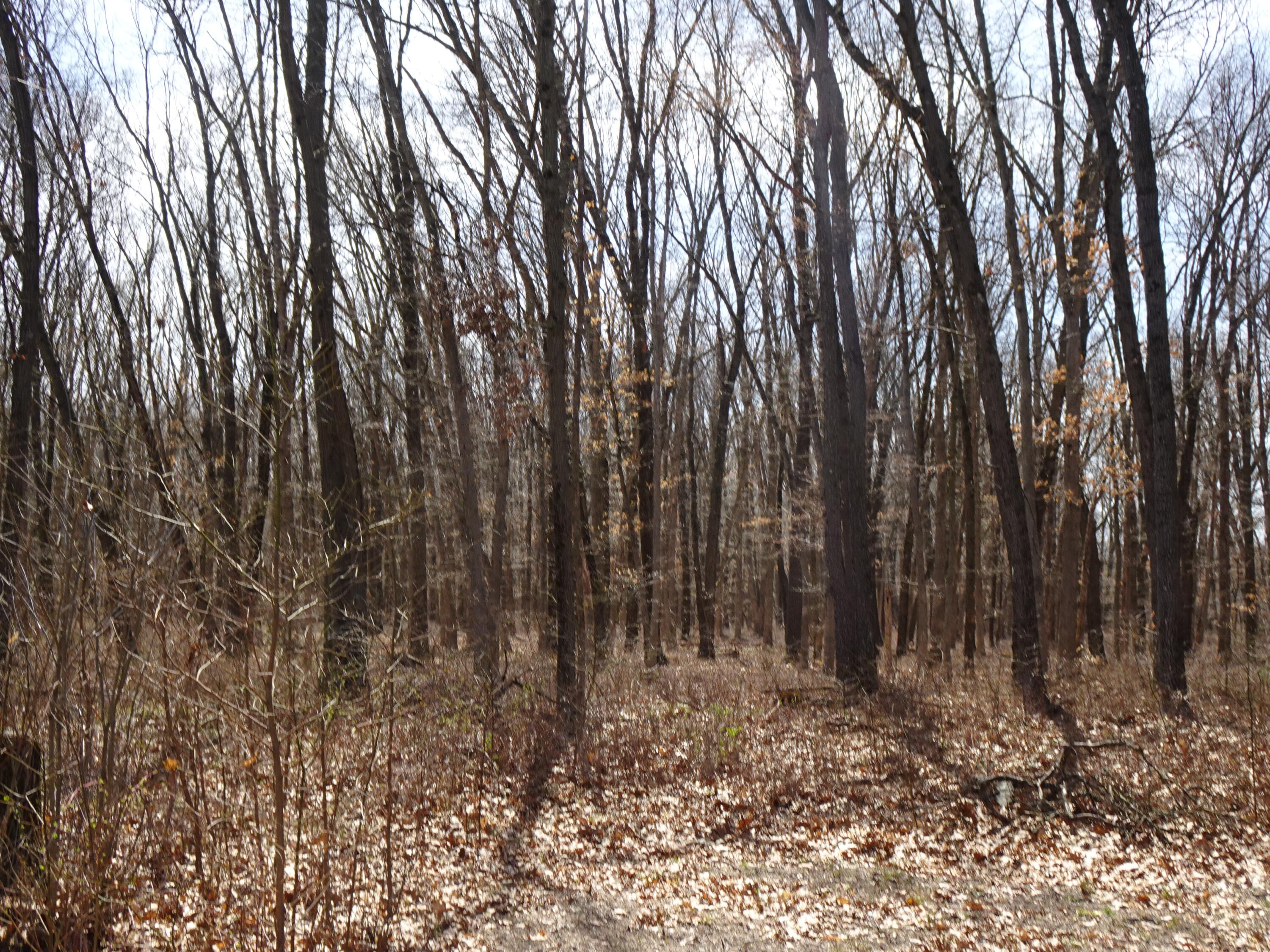 11795 East Division Road Knox, IN 46534 - Photo 7 of 8 a view of lots of trees