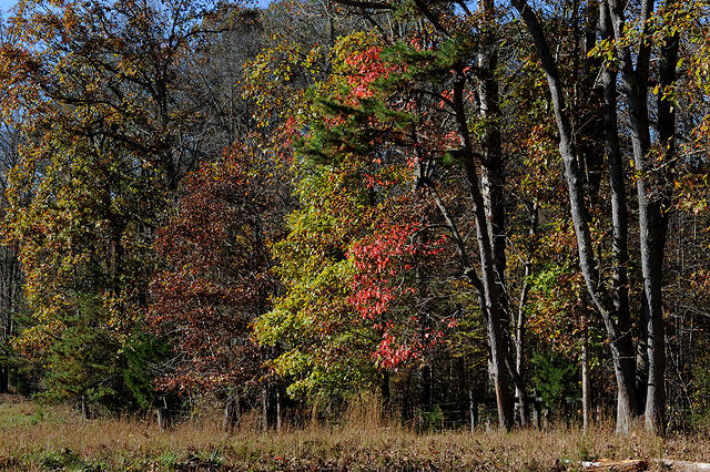 3920 Cottonport Road Decatur, TN 37322 - Photo 32 of 56 DSC_3237