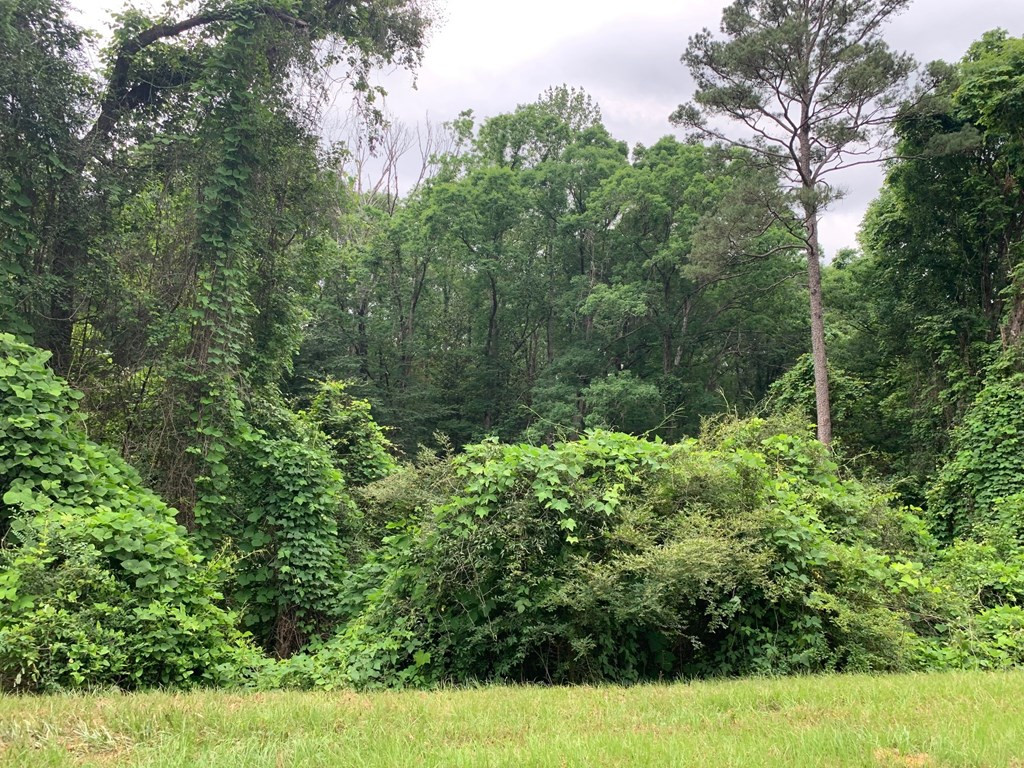 . Fergson Rd/barber Rd/crooked Creek Road Silver Creek, MS 39663 - Photo 5 of 10 Photo 5