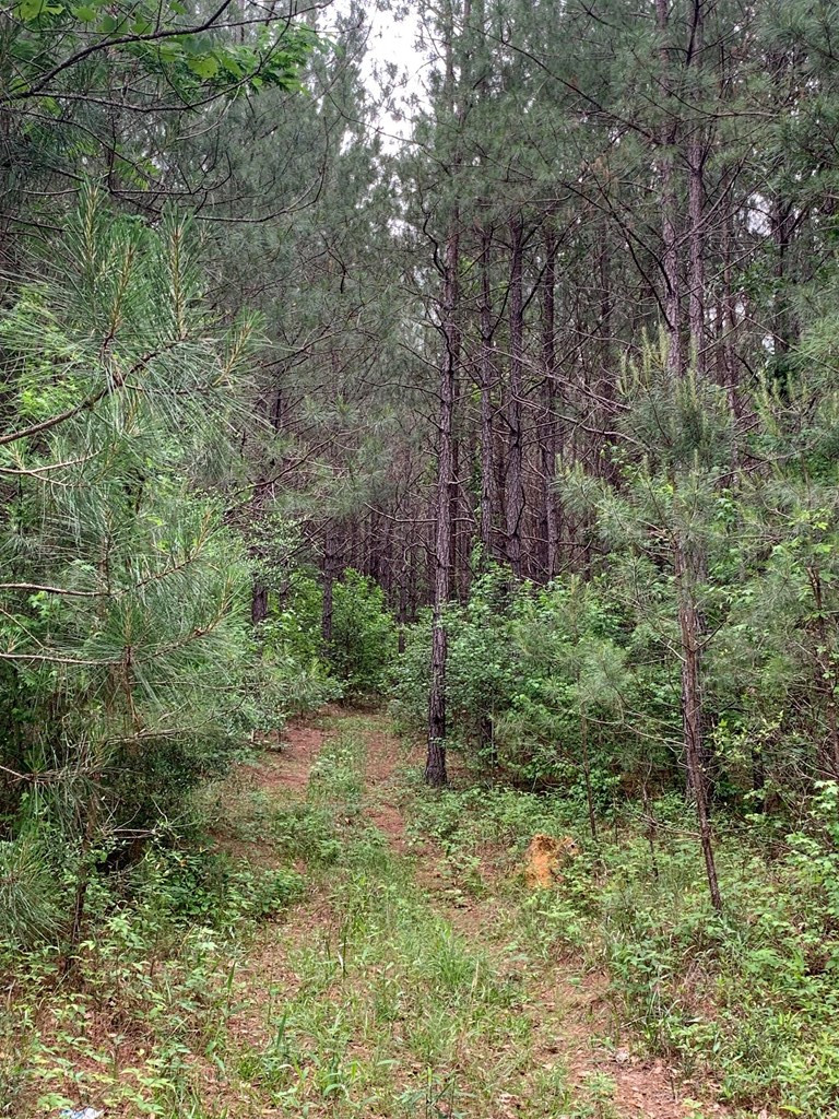 . Fergson Rd/barber Rd/crooked Creek Road Silver Creek, MS 39663 - Photo 6 of 10 Photo 6