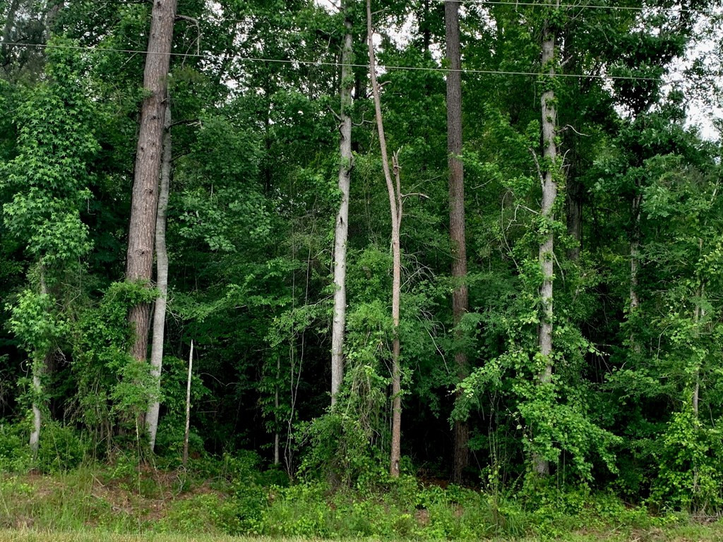 . Fergson Rd/barber Rd/crooked Creek Road Silver Creek, MS 39663 - Photo 7 of 10 Photo 7