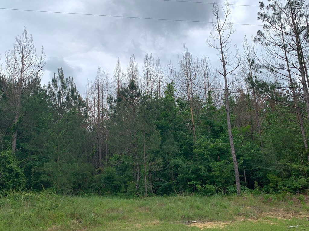 . Fergson Rd/barber Rd/crooked Creek Road Silver Creek, MS 39663 - Photo 8 of 10 Photo 8