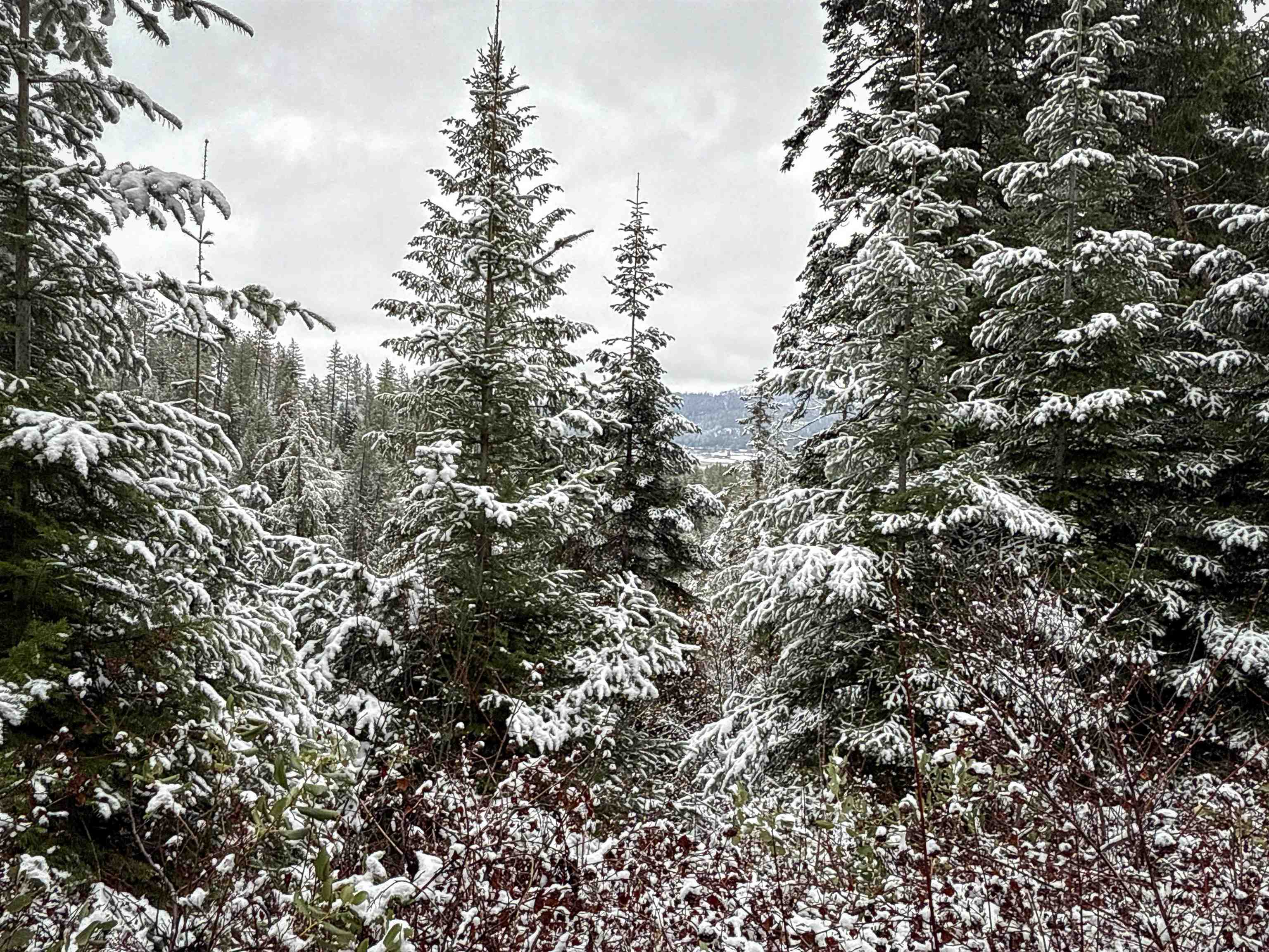 Nka Deer Creek Road Valley, WA 99181 - Photo 4 of 29