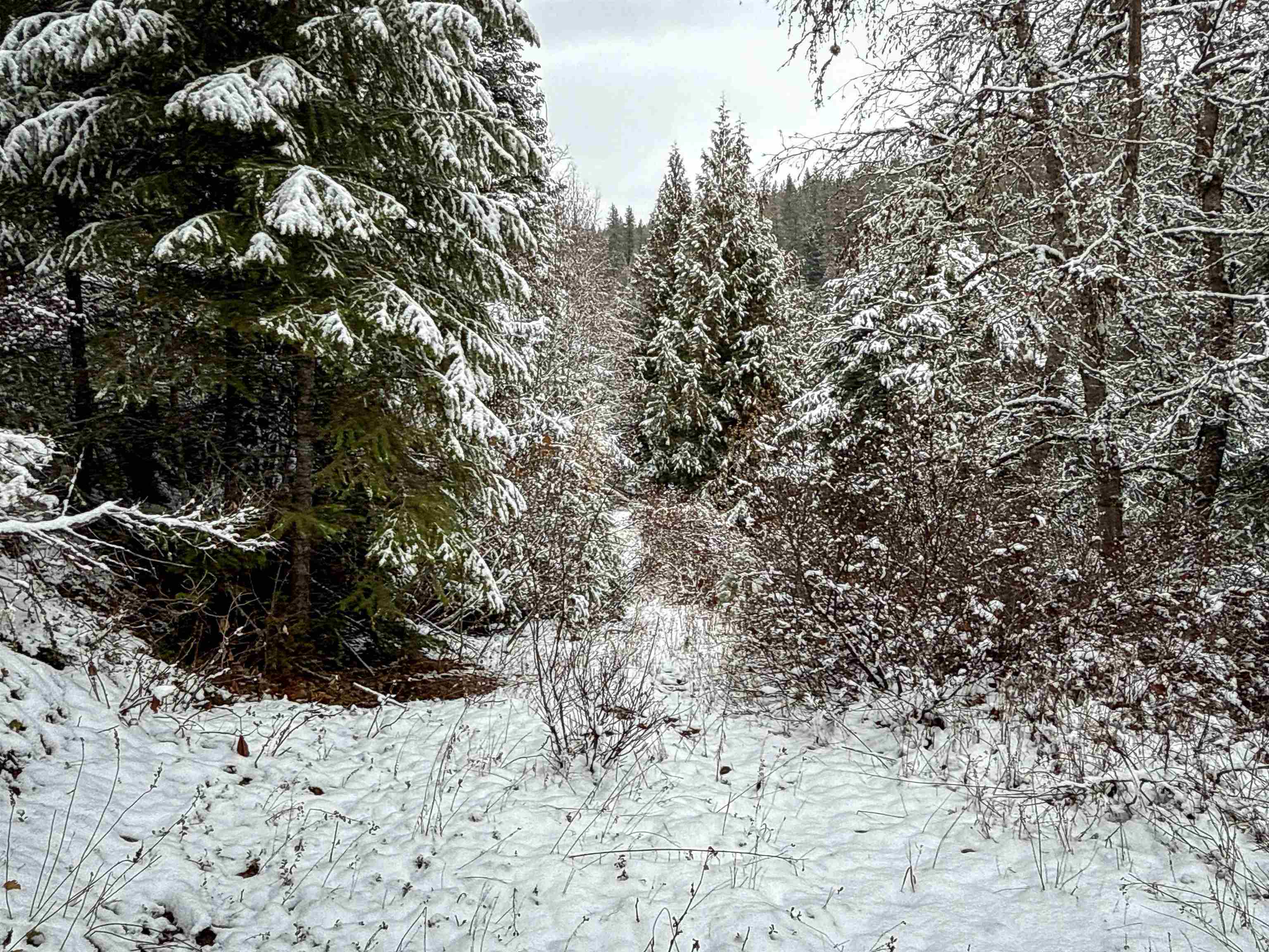 Nka Deer Creek Road Valley, WA 99181 - Photo 6 of 29