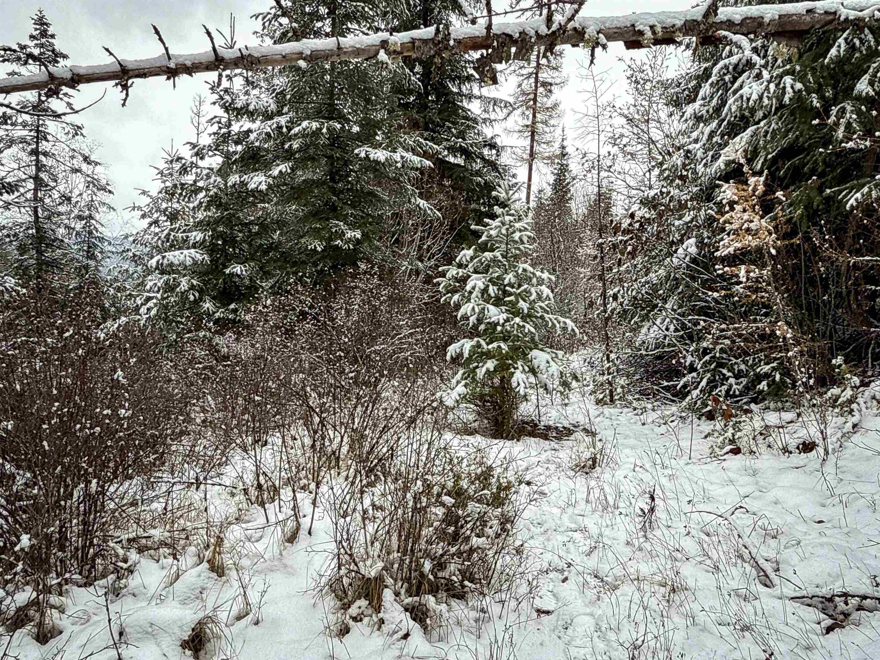 Nka Deer Creek Road Valley, WA 99181 - Photo 7 of 29