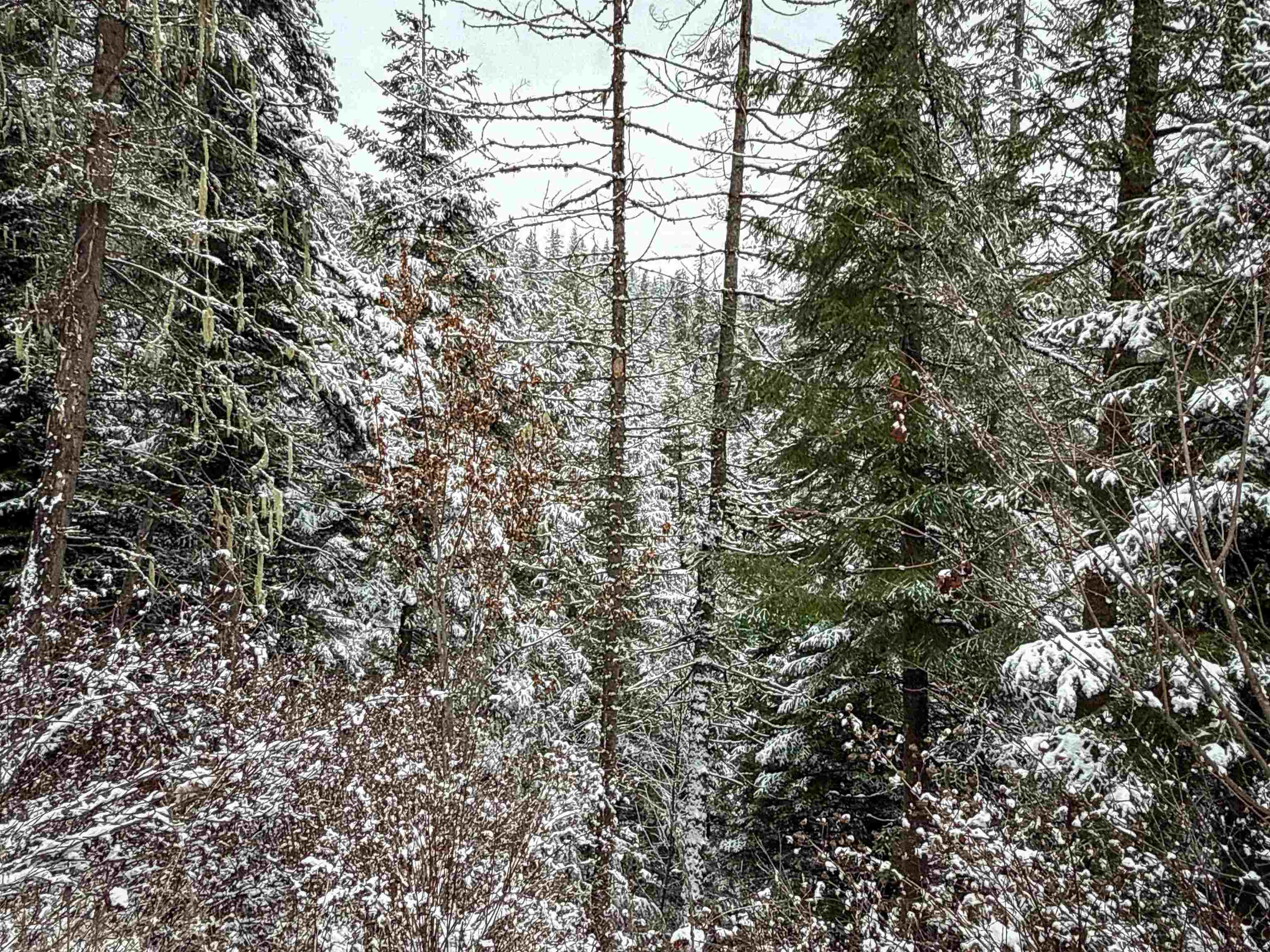 Nka Deer Creek Road Valley, WA 99181 - Photo 8 of 29