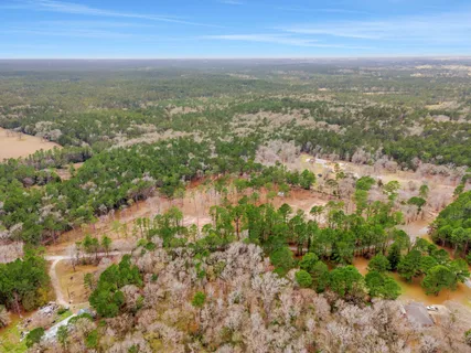 a view of a forest with a tree
