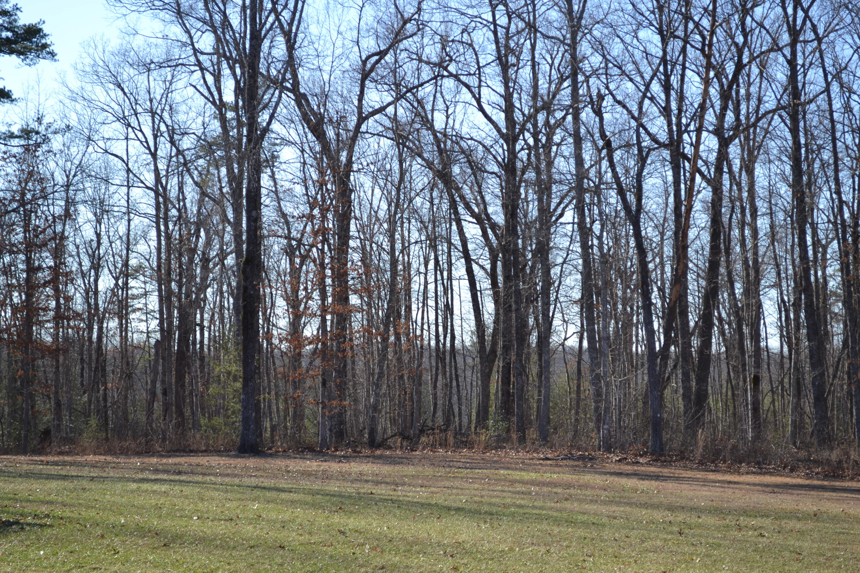 603 Tabletop Road Monterey, TN 38574 - Photo 33 of 40 Back yard