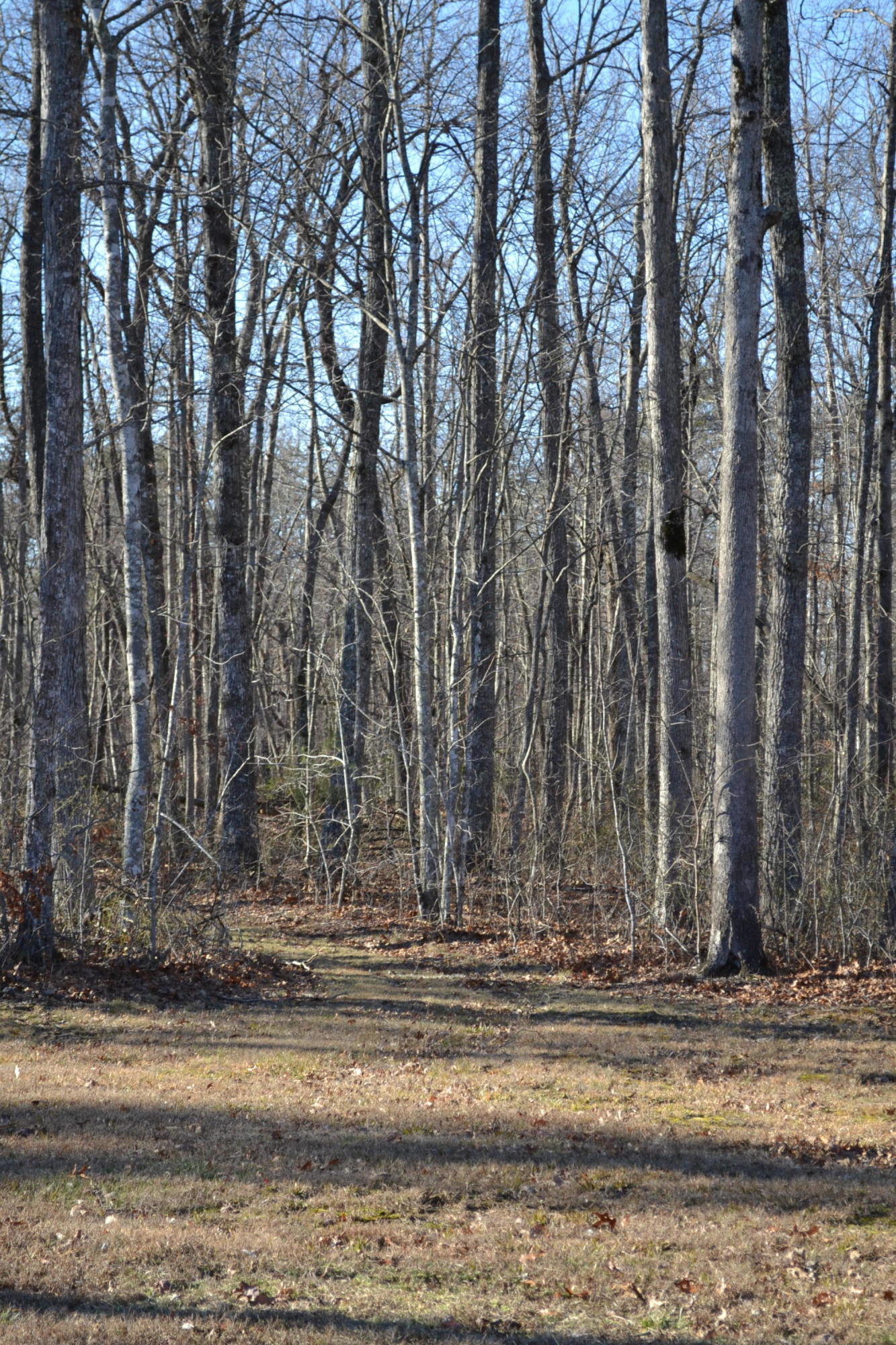 603 Tabletop Road Monterey, TN 38574 - Photo 35 of 40 Trail to the bluff