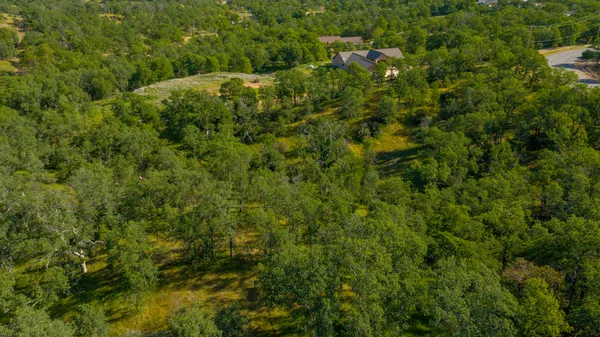 a view of a forest that has a tree