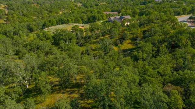 a view of a forest that has a tree
