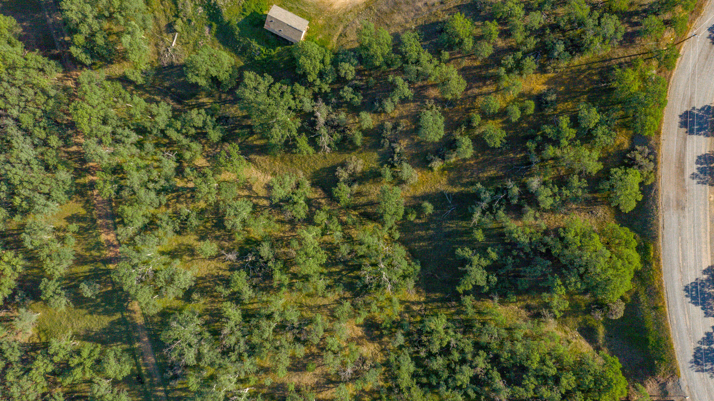 18623 Saddleback Ridge Loop Cottonwood, CA 96022 - Photo 28 of 28 a view of a lush green forest