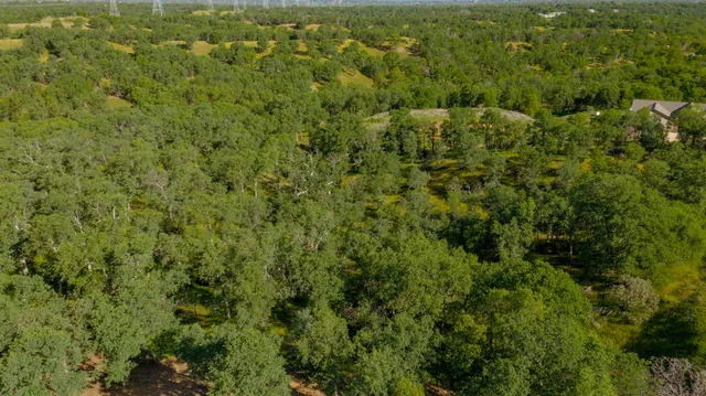 a view of a city with lush green forest