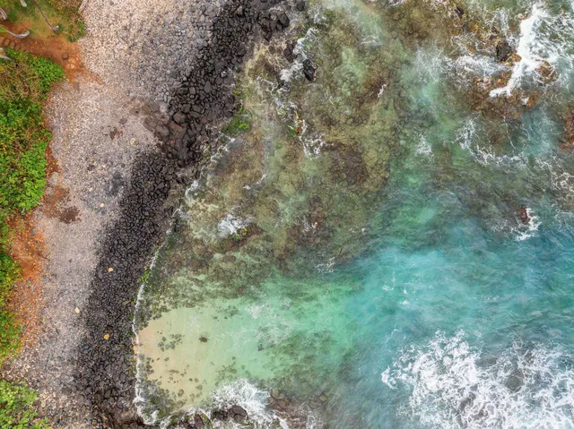 a view of a yard with large trees