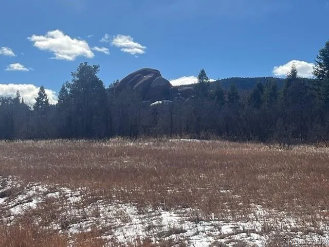 a view of a dry yard
