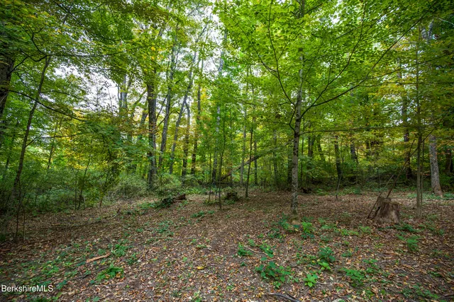 a view of a forest with trees in the background