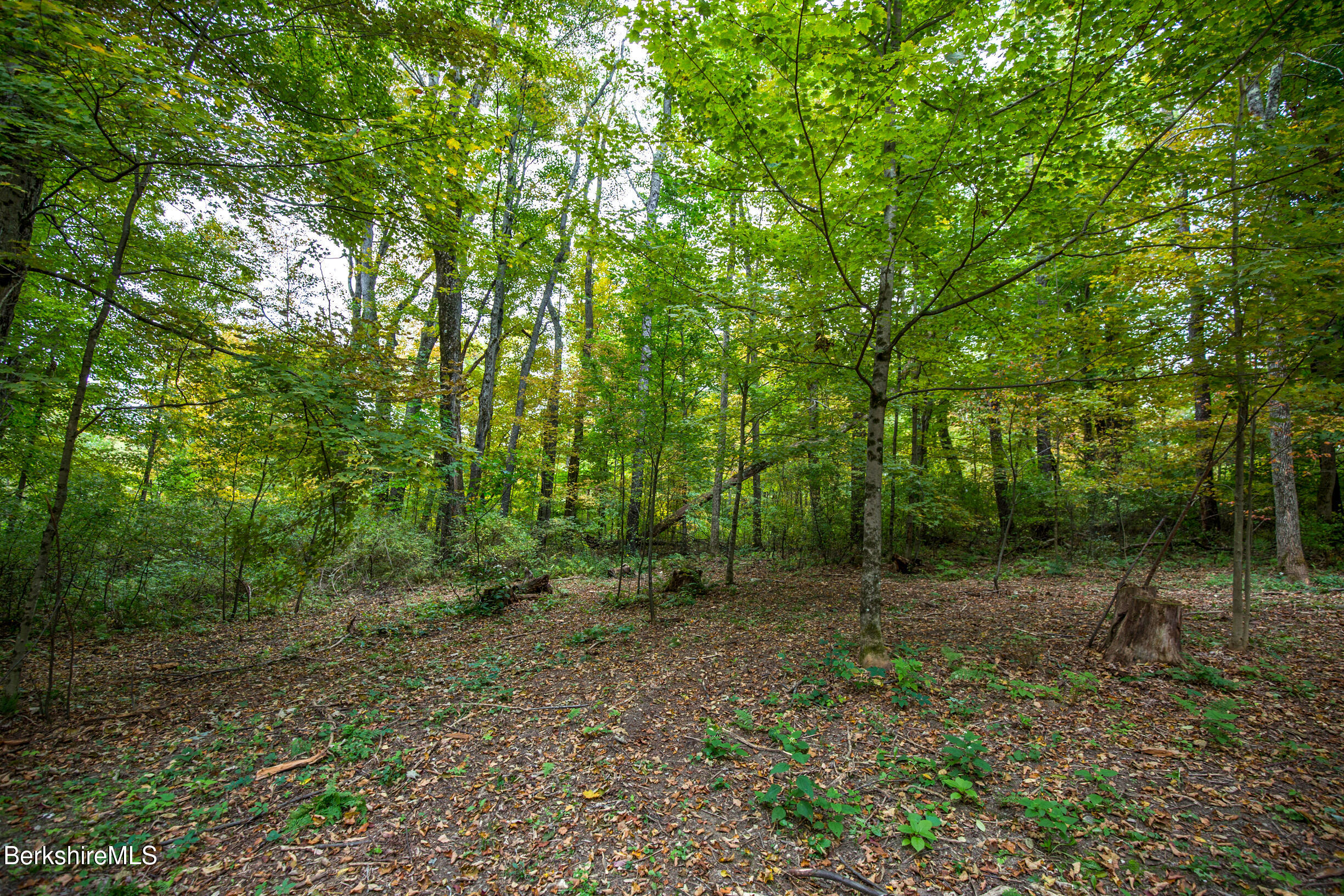 a view of a forest with trees in the background